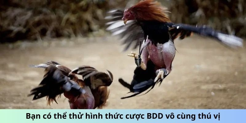 Bạn có thể thử hình thức cược BDD vô cùng thú vị