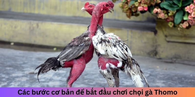 Các bước cơ bản để bắt đầu chơi chọi gà Thomo