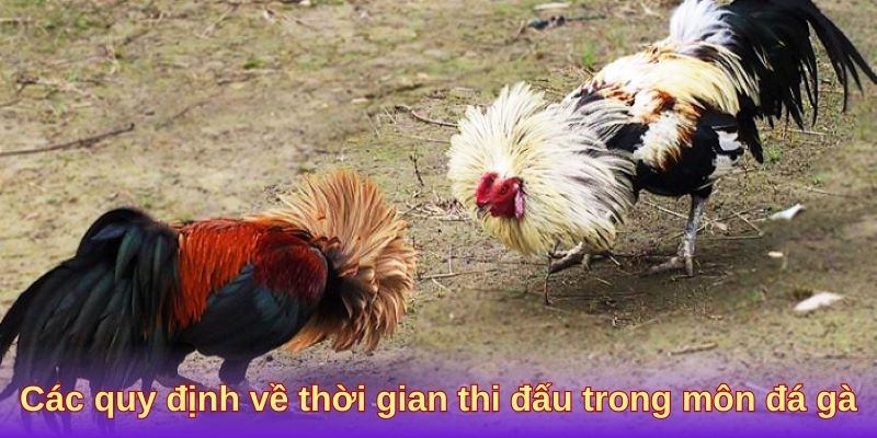 Các quy định về thời gian thi đấu trong môn đá gà