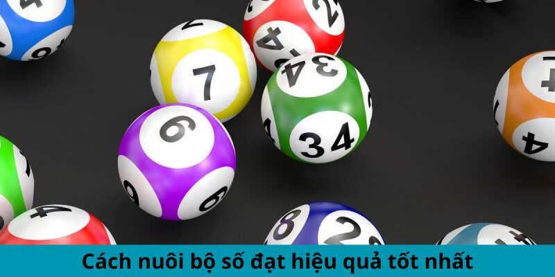 Cách nuôi bộ số đạt hiệu quả tốt nhất