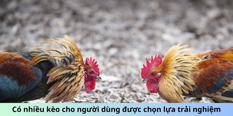 Có nhiều kèo cho người dùng được chọn lựa trải nghiệm