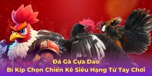 Đá Gà Cựa Dao - Bí Kíp Chọn Chiến Kê Siêu Hạng Từ Tay Chơi