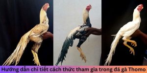 Hướng dẫn chi tiết cách thức tham gia trong đá gà Thomo