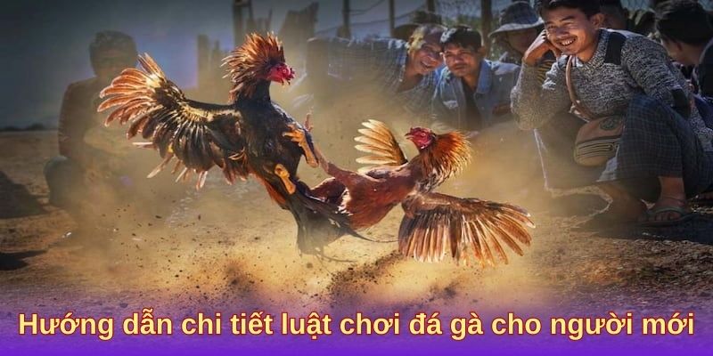 Hướng dẫn chi tiết luật chơi đá gà cho người mới