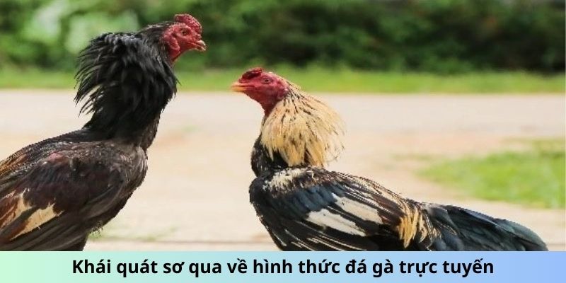 Khái quát sơ qua về hình thức đá gà trực tuyến