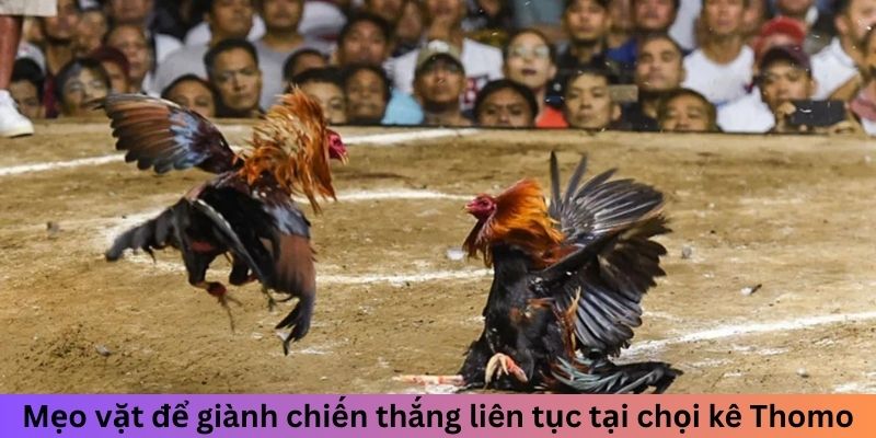 Mẹo vặt để giành chiến thắng liên tục tại chọi kê Thomo