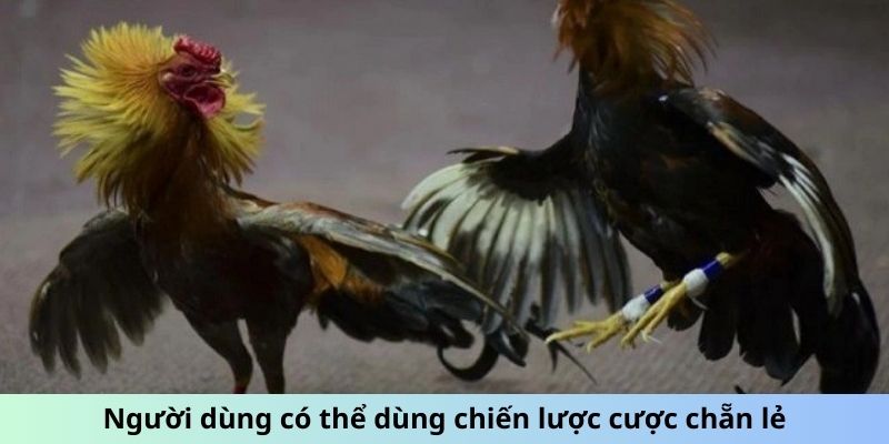 Người dùng có thể dùng chiến lược cược chẵn lẻ