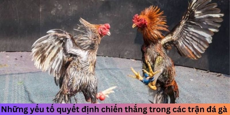 Những yếu tố quyết định chiến thắng trong các trận đá gà 