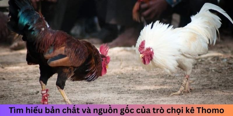 Tìm hiểu bản chất và nguồn gốc của trò chọi kê Thomo