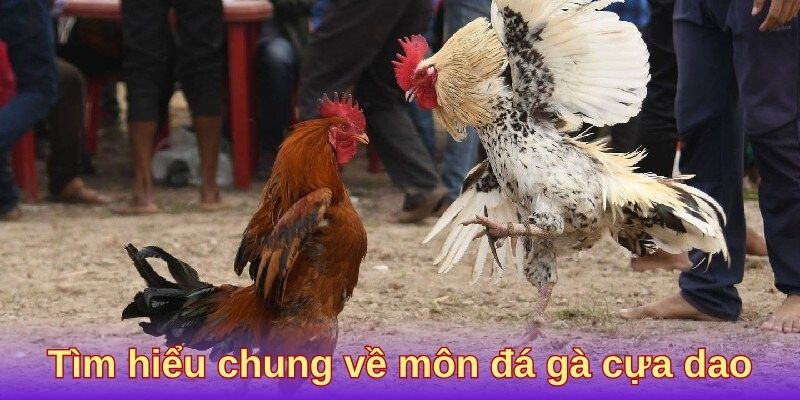 Tìm hiểu chung về môn đá gà cựa dao